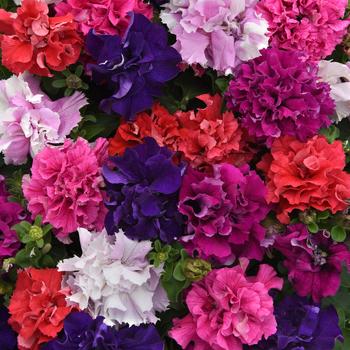 Petunia 'Double Cascade Mix' - Petunia