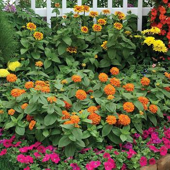 Zinnia elegans 'Magellan Orange' - Zinnia