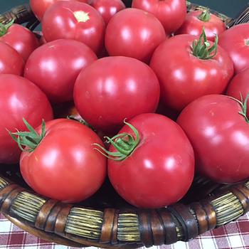 Lycopersicon lycopersicum 'Mountain Rouge' - Tomato