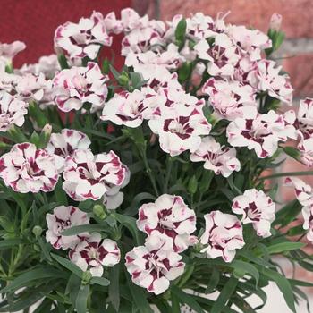 Dianthus Everlast™ Cherry Swirl - Border Carnation