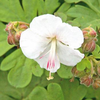 Geranium x cantabrigiense 'St. Ola' - Cranesbill