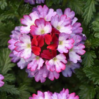 Verbena hybrid Beats™ Purple+White - Verbena 