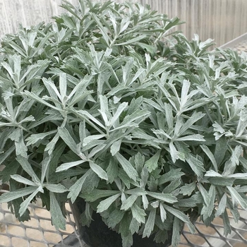 Artemisia 'Garden Ghost™' - Wormwood