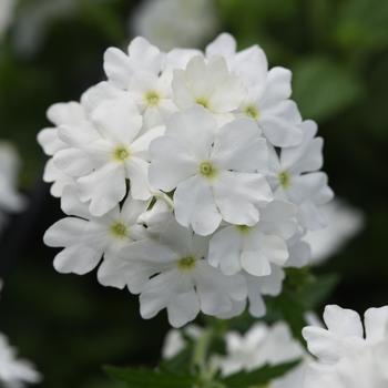 Verbena hybrid Beats™ White - Verbena 