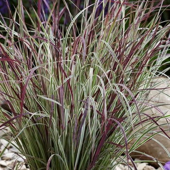 Schizachyrium scoparium 'Chameleon' - Little Bluestem Grass