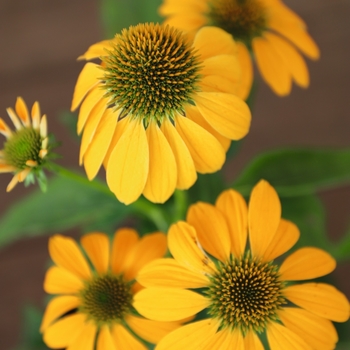 Echinacea purpurea PollyNation™ Yellow - Coneflower