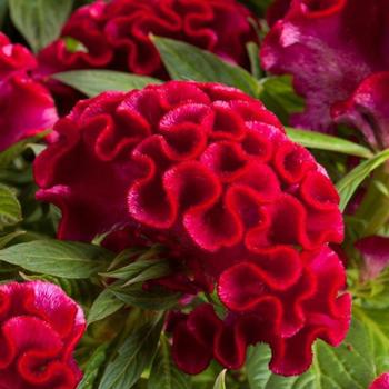 Celosia - Twisted Strawberry
