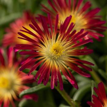 Delosperma cooperi Delmara&trade; Fuchsia - Iceplant