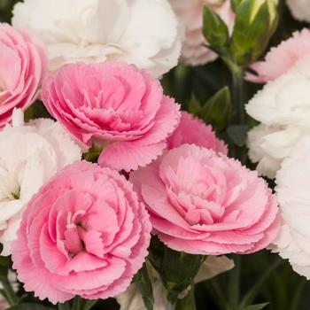 Dianthus Constant Cadence&reg; 'Peach Milk' - Border Carnation