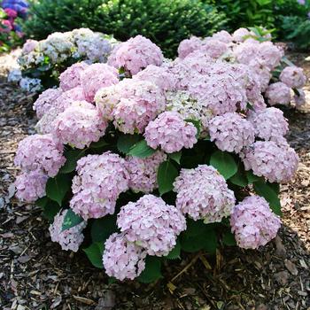 Hydrangea macrophylla - Wee Bit Innocent® Bigleaf Hydrangea