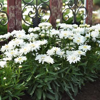 Leucanthemum x superbum Make My Daisy&trade; 'Crazy' - Shasta Daisy