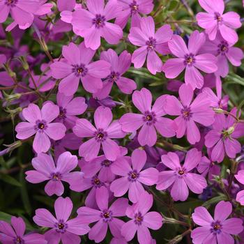 Phlox Spring Splash&trade; Violet - Creeping Phlox