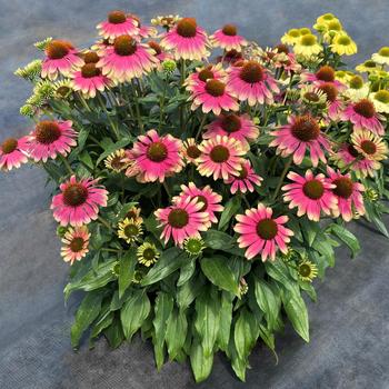 Echinacea Kismet&reg; 'Pink Lemonade' - Coneflower