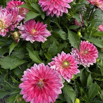 Dahlia - Venti™ Magenta+White Eye