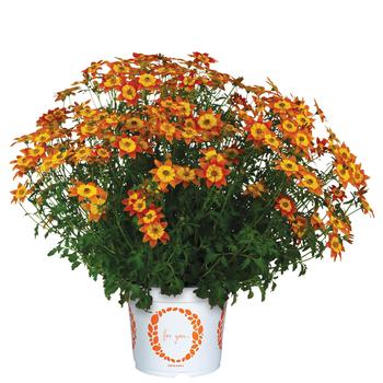 Bidens - Bidy Boom Wildfire