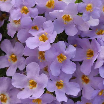 Bacopa - MegaCopa&trade; Lavender