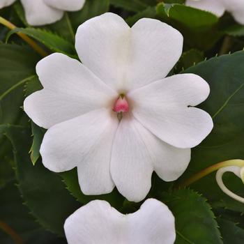 Impatiens (Interspecific Impatiens) - Solarscape™ 'XL White Pearl'
