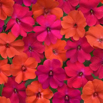 Impatiens (Interspecific Impatiens) - Solarscape™ 'Voodoo Mix'