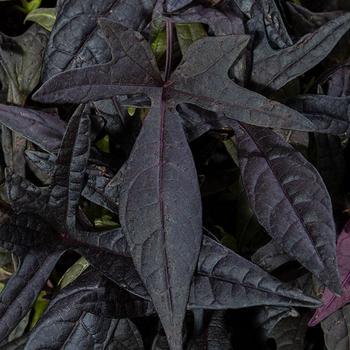 Ipomoea - Sweet Georgia&reg; Deep Purple