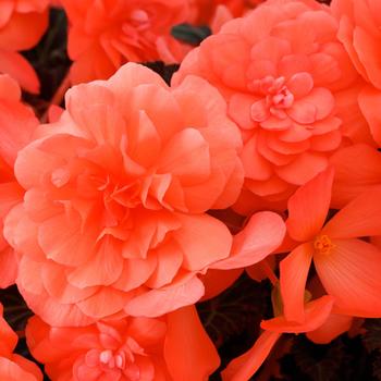 Begonia - iCandy&trade; Coral Pink