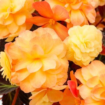 Begonia - iCandy&trade; Sunset