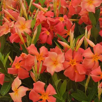 Dipladenia - Sun Parasol&reg; Firedup&trade; Orange