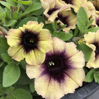 Petunia - Surfinia&reg; Heavenly Blueberries and Cream