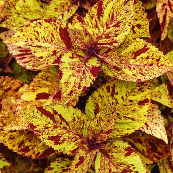 Coleus - ChargedUp&trade; Marble Mania