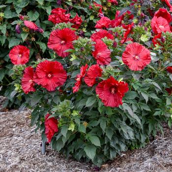 Hibiscus (Rose Mallow) - Summerific® 'Garnet Globes'
