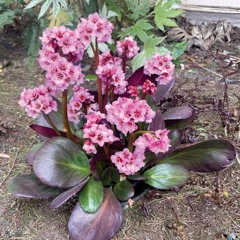 Bergenia Vintage&trade; Blush - Pigsqueak