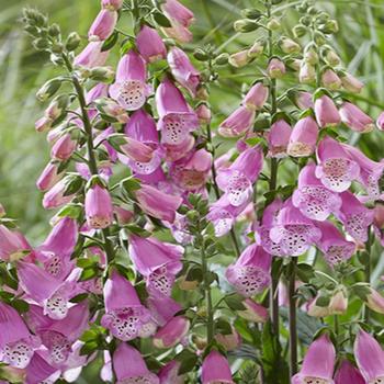 Digitalis 'Pink Panther' - Foxglove