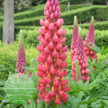 Lupinus polyphyllus Westcountry&trade; 'Towering Inferno' - Lupine