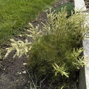 Aruncus 'Fairy Hair' - Goat's Beard