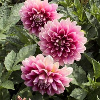 Dahlia - Dalaya&reg; Purple Lace