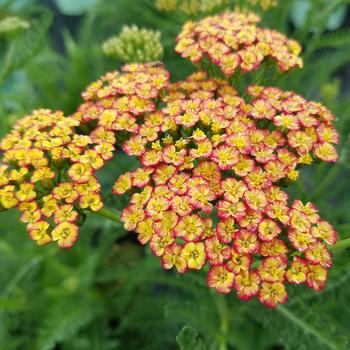 Achillea millefolium 'Rainbow Tricolor' - Yarrow