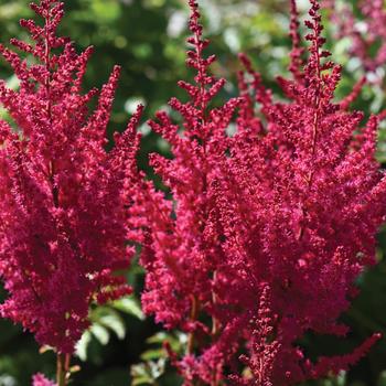 Astilbe chinensis 'You and Me Forever® ' - False Spirea