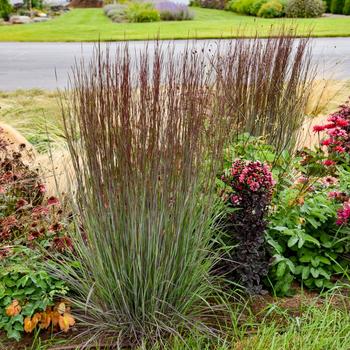 Schizachyrium scoparium 'Cinnamon Sticks' - Little Bluestem