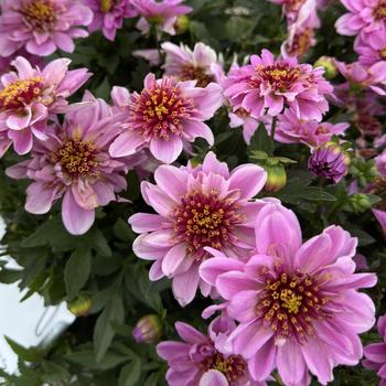 Dahlia - Venti&trade; PinkBurst