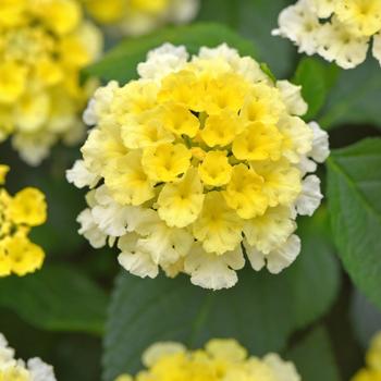 Lantana - Shamrock&trade; Lemon Glow