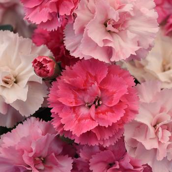 Dianthus - DiaDeur&trade; Pink Shade
