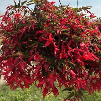 Begonia - Waterfalls&reg; Encanto Pink