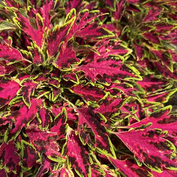 Coleus - TerraScape™ All That Lava