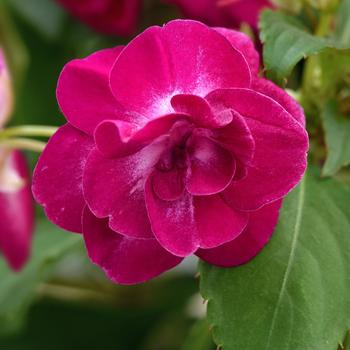 Impatiens, Double - Glimmer&trade; Purple Stardust