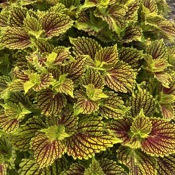 Coleus - TerraScape™ Solar Fire