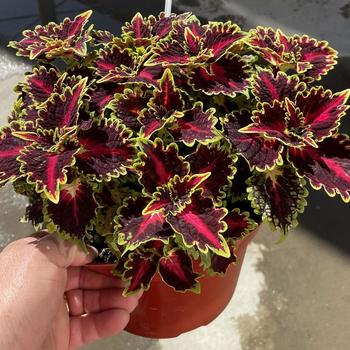 Coleus - TerraScape™ Queen