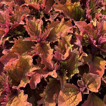 Coleus - TerraScape™ Mojave Sunrise