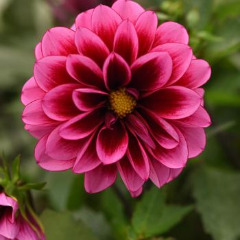 Dahlia - Dalaya&reg; Cranberry