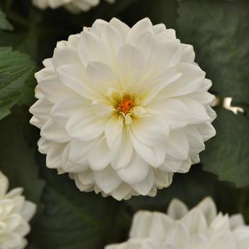 Dahlia - Dalaya&reg; White