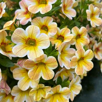 Calibrachoa - Caliloco&reg; Caramel