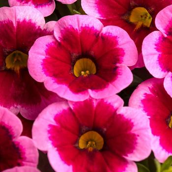 Calibrachoa - Caliloco&reg; Frankenberry